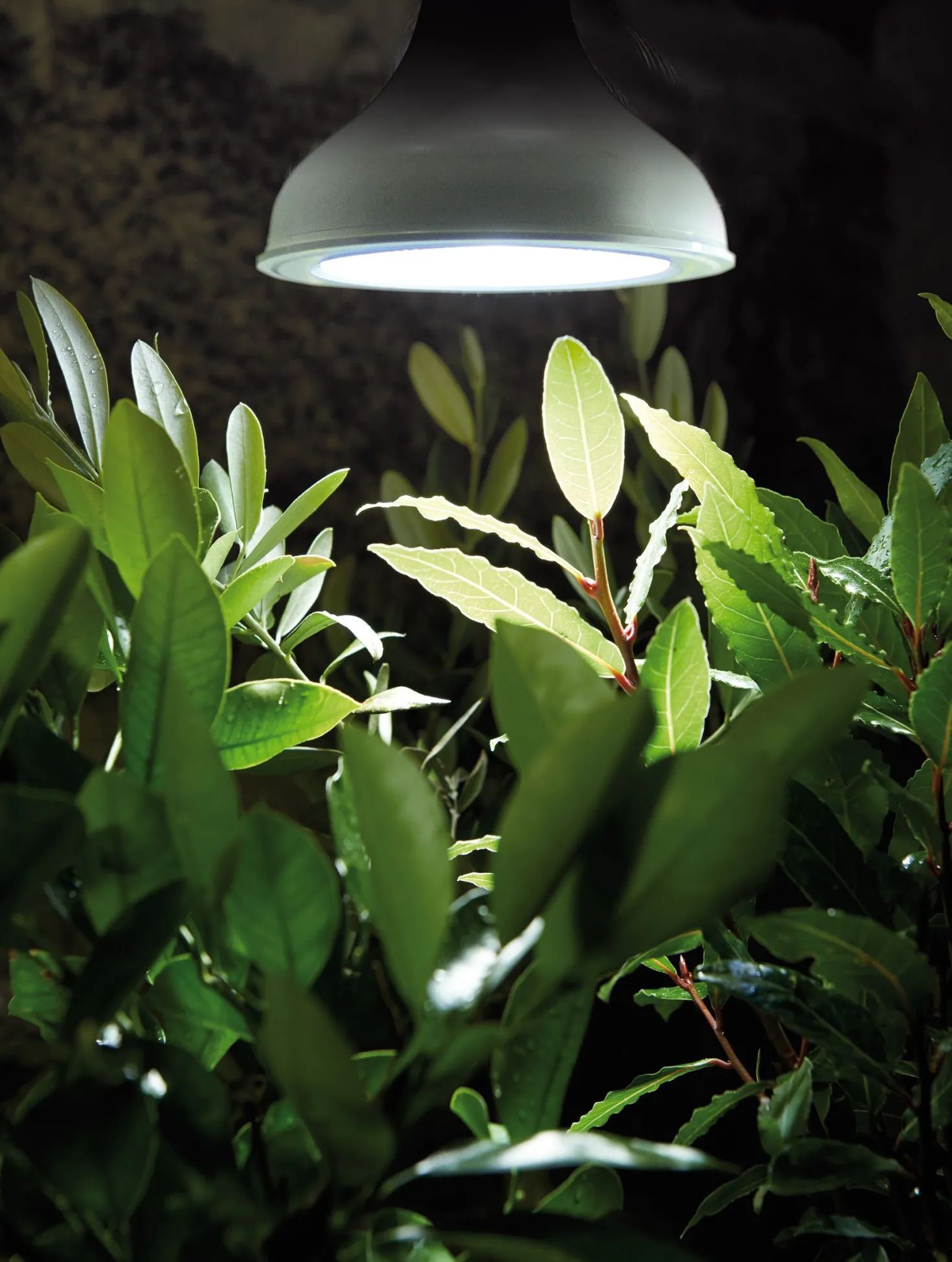 LED-växtbelysning